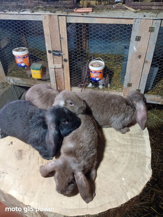 Pui Berbec German Havana