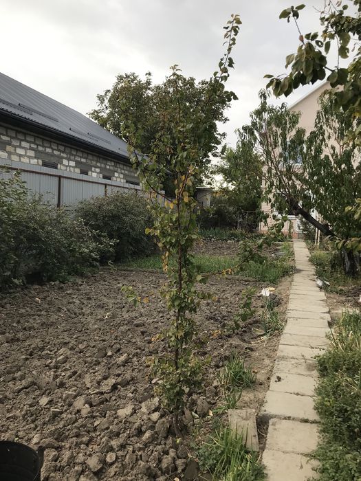 Молодые Саженцы Абрикос