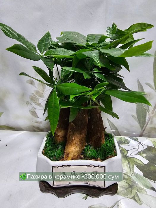 Сансевиерия, Пахира, Замиокулькас