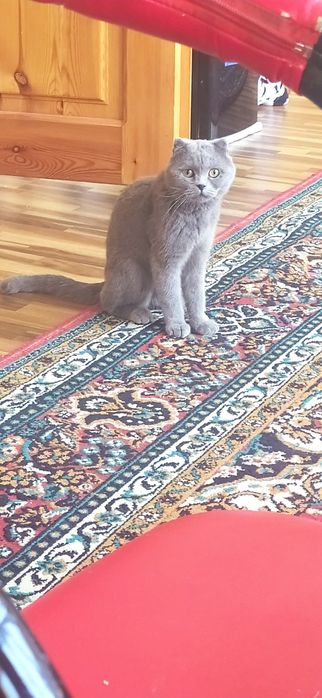 #skottish sotiladi Samarqand