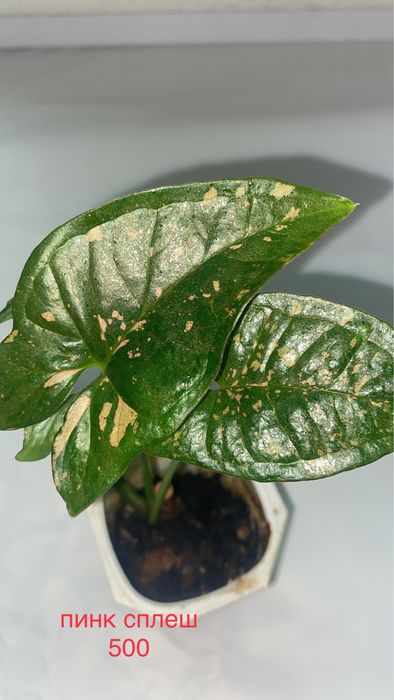 сингониумы