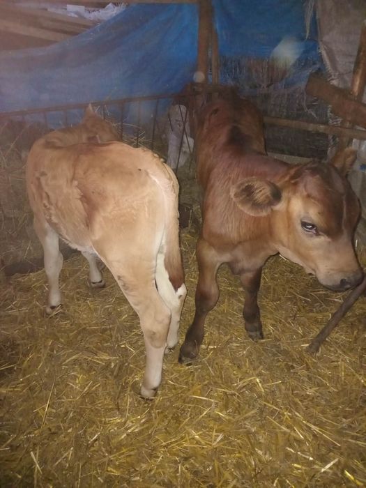 Vând viței semiînțărcați și de lapte
