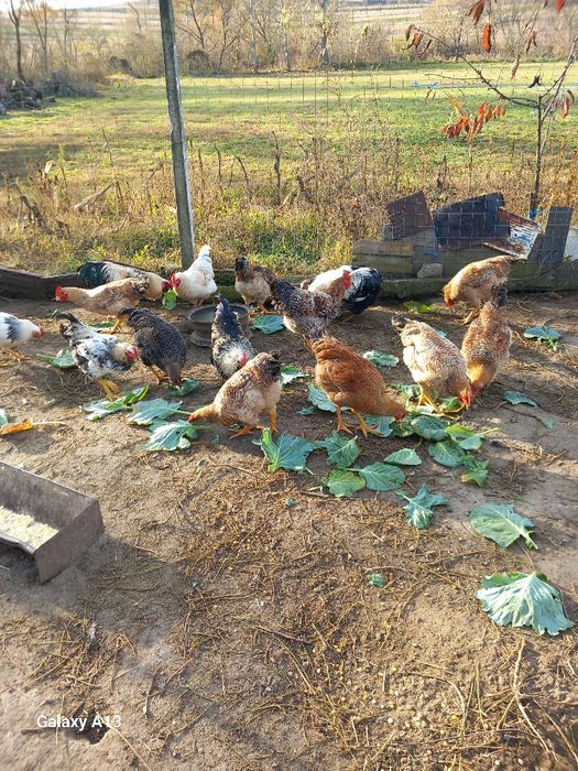 Vând cocoşi de casă