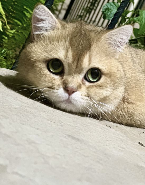 Опытный развязанный британец, приглашает на вязку