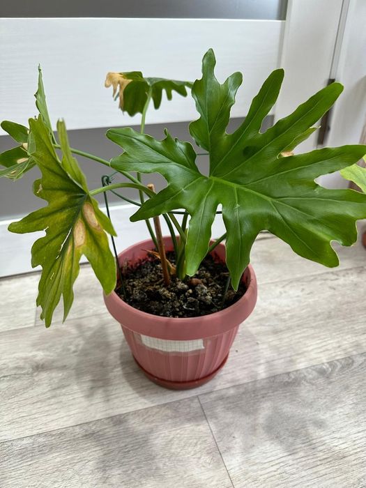 Продаются  цветы