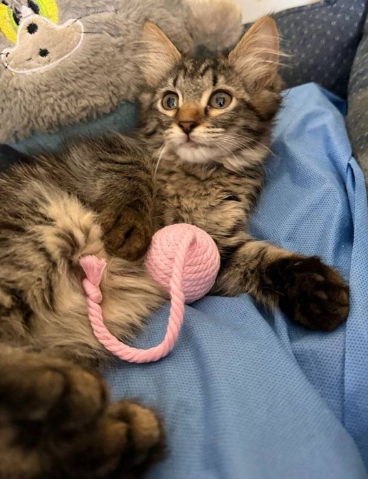Котята в ответственные руки