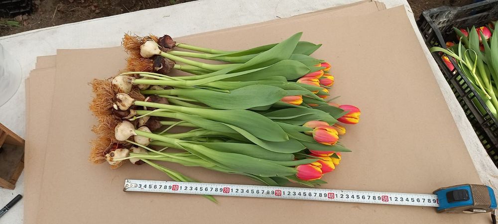 Тюльпаны оптом цветы
