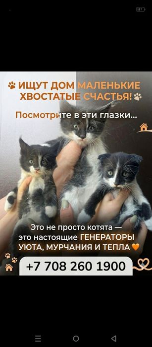 Отдам котят в хорошие ручки бесплатно
