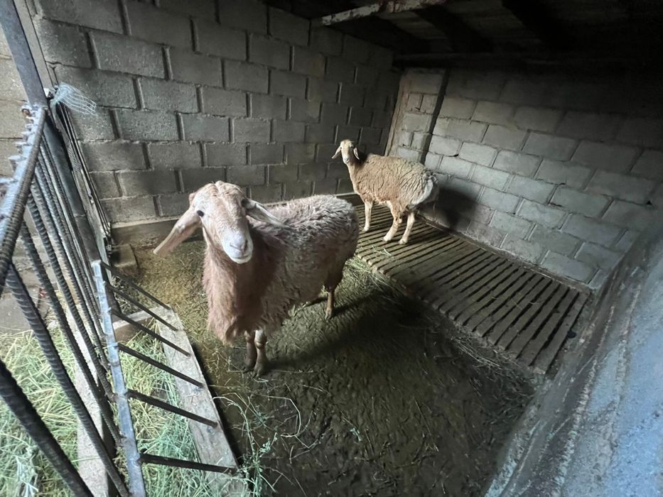 Арашан қошқар мен буаз қой