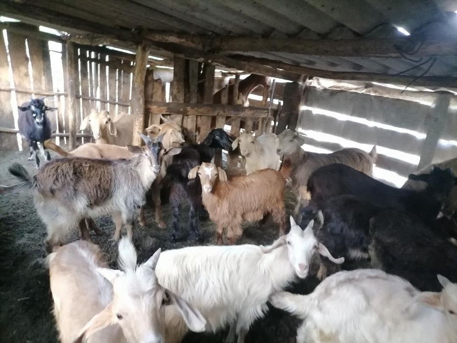 Capre și iezi de vânzare