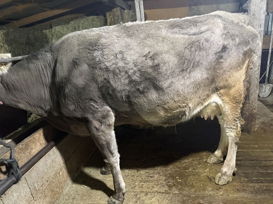 Алатауская пародистая корова