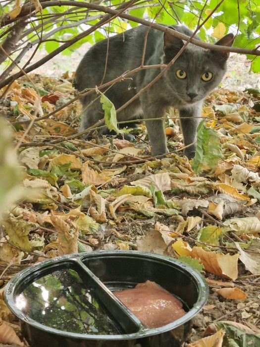 Герман ищет маму