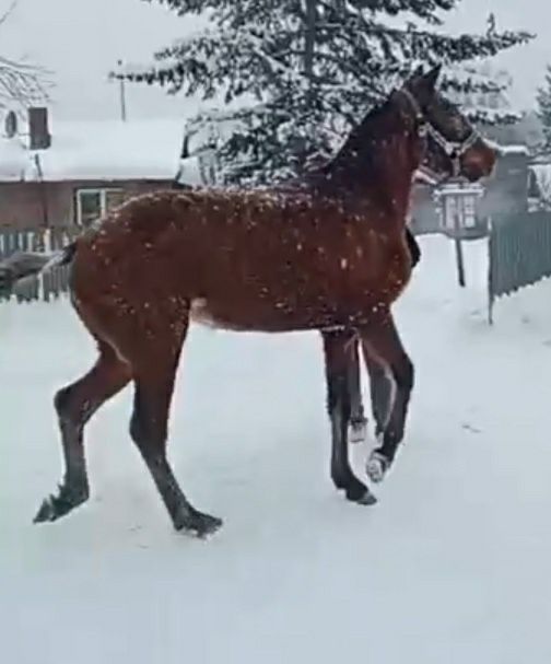 Иноходка кабылка американка