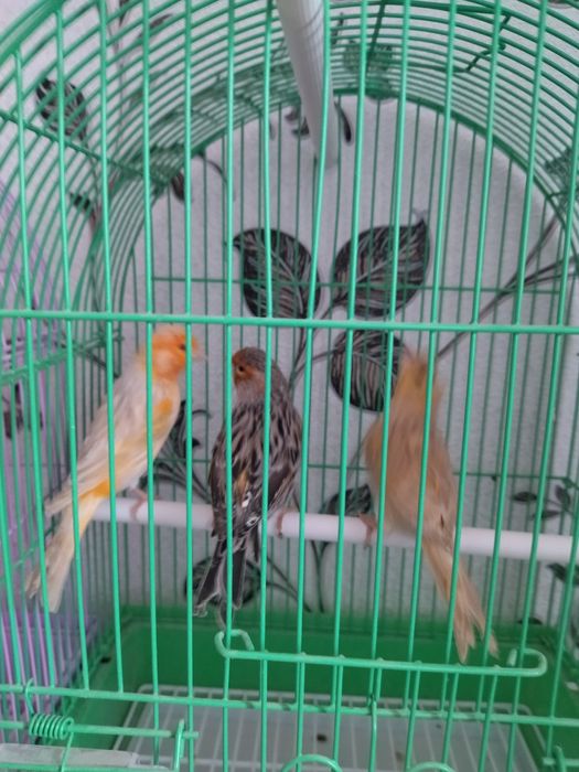 Канарейки в продаже.