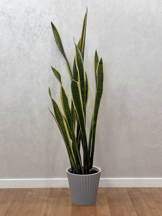 Комнатные цветы для дома и офиса