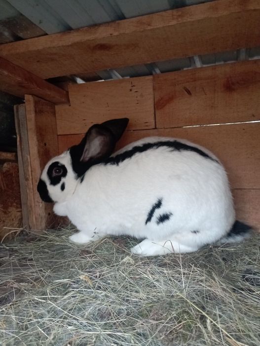 Vând urgent iepuri Fluture German