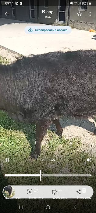 Қашар сатылады семіз.