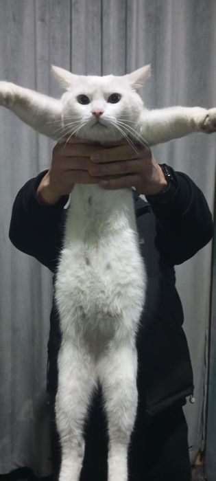 Gretta isimli mushuk sotiladi