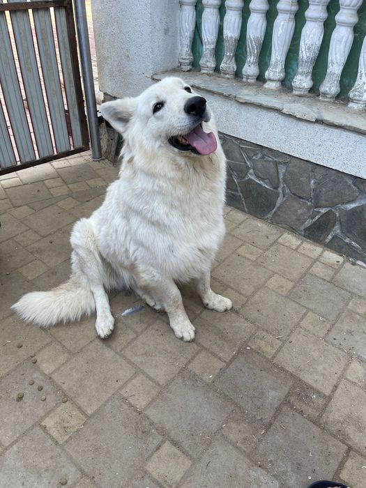 Ciobănesc alb elvețian