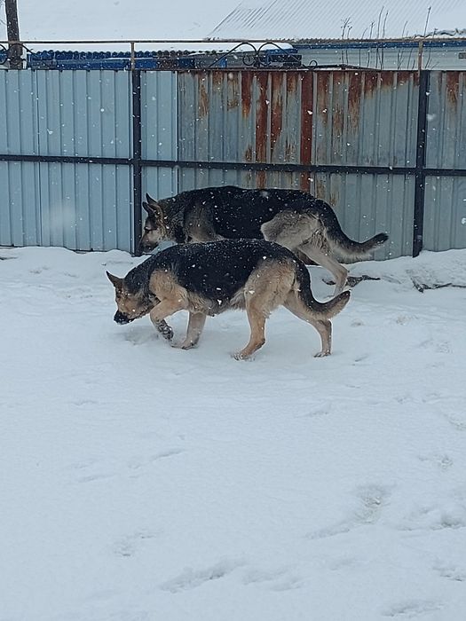 Щенки Восточноевропейской овчарки