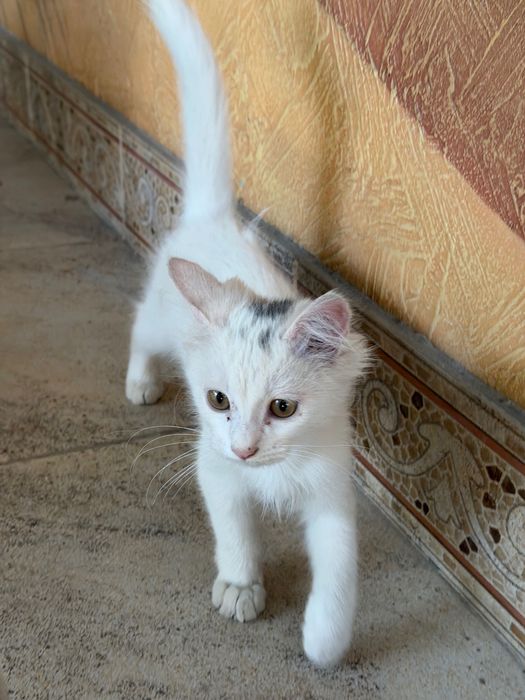 Котенок марғау.,