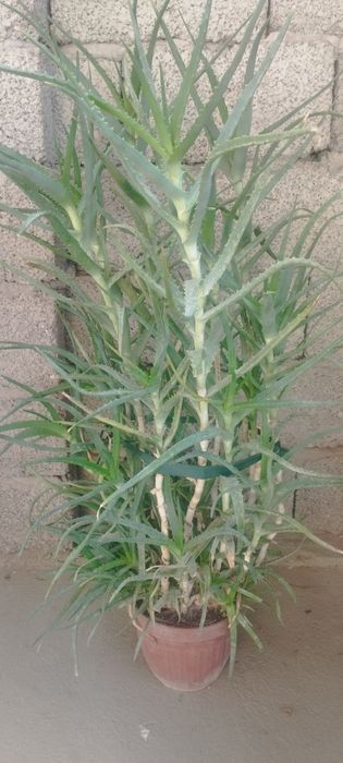 Sotiladi gullar  srochna