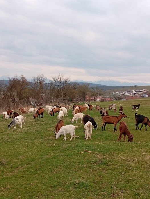 Capre de vânzare cu lapte și iede de anu trecut