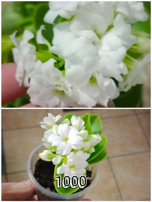 Продам домашнии цветы