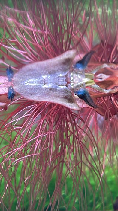 Creveti caridina Deep Blue Aura / shrimp