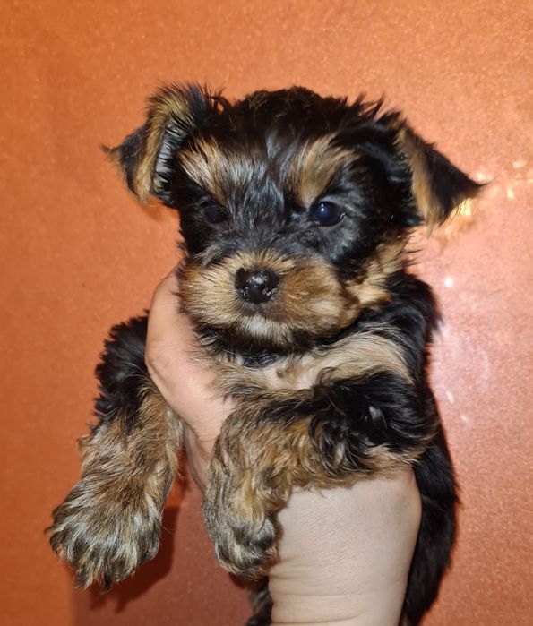 Продам щенков йоркширского терьера.