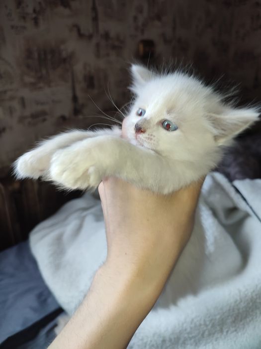 Отдам котят в добры руки даром