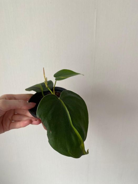 Филодендрон лиана бразил