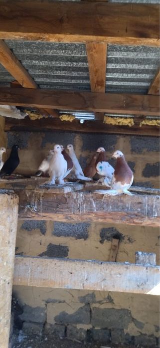 Продаются голуби разных пород