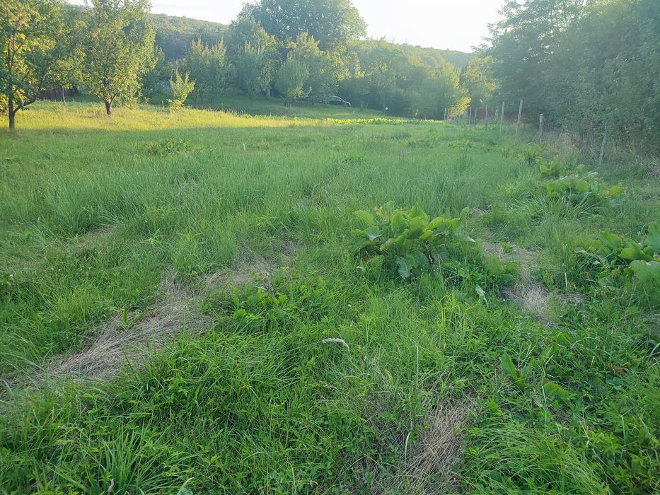 Teren Barnova intravilan