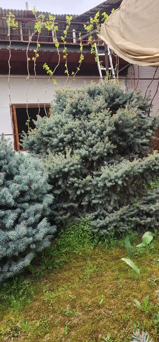 Голубой ель крымский.