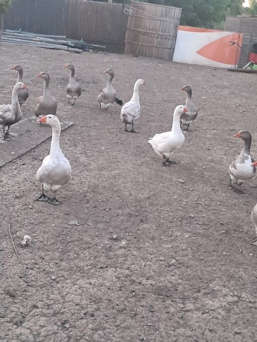vand 12 gâște de casa