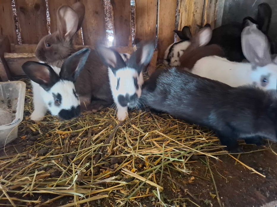 Iepuri fluture german