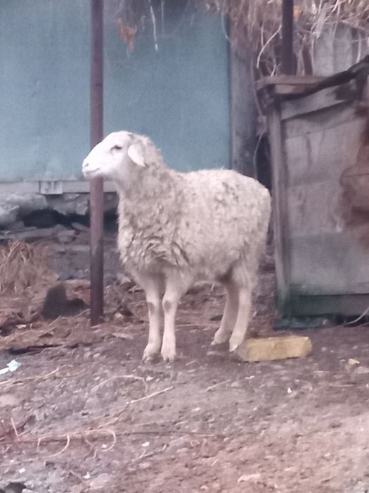 Продам токты жырный