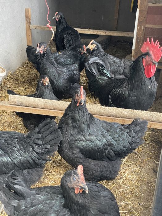 Tovuq  Qorashaxzoda Gigan