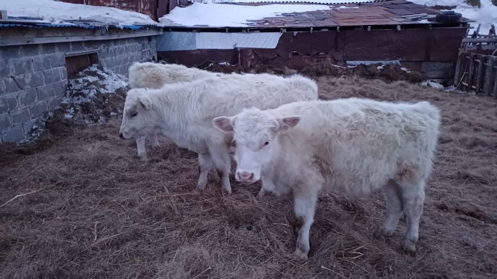 Сатылымда бұқашықтар 3 бас