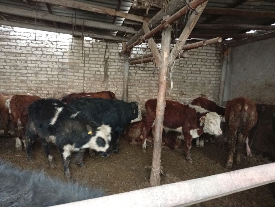 Greyfrut, Mikki Maus smental mollari