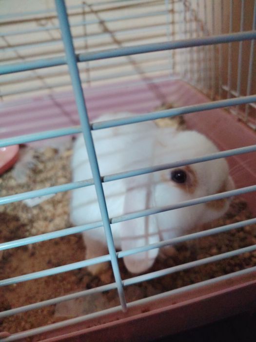 Kuyun krolik dekarativ ogil bola sotiladi