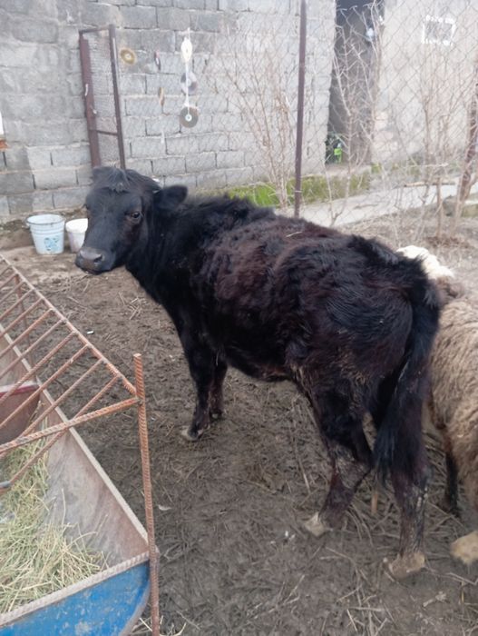 Жывотнын теленок