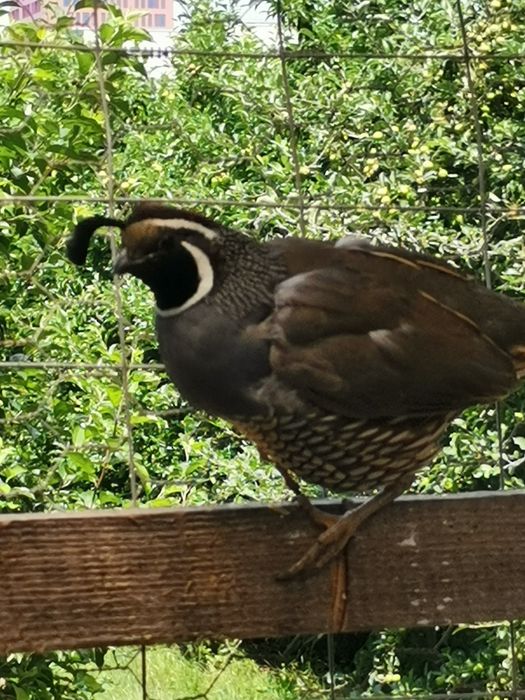 Prepelițe californiene masculi