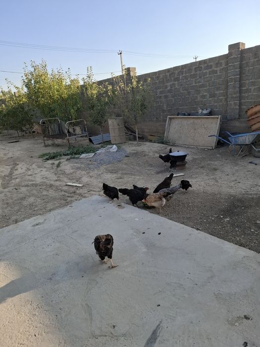 Домашний тауықтар