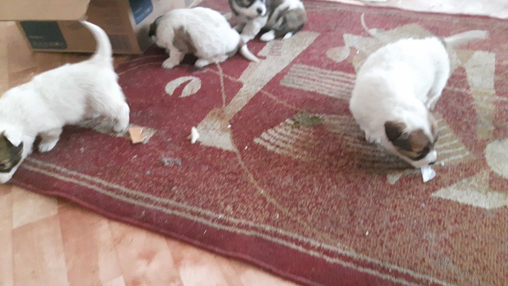 Щенки звоночки срочно