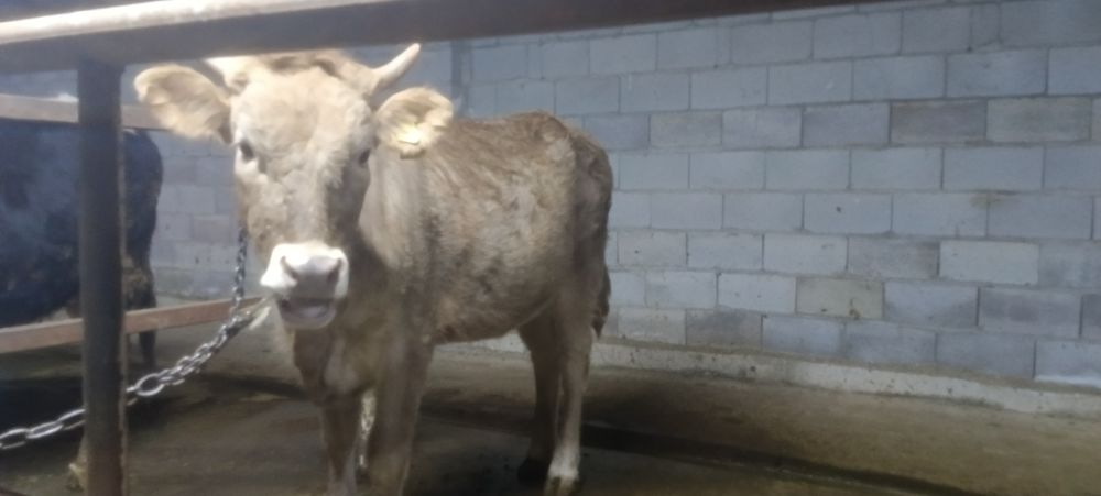 Продам двух тёлочек по 1.3 месяца