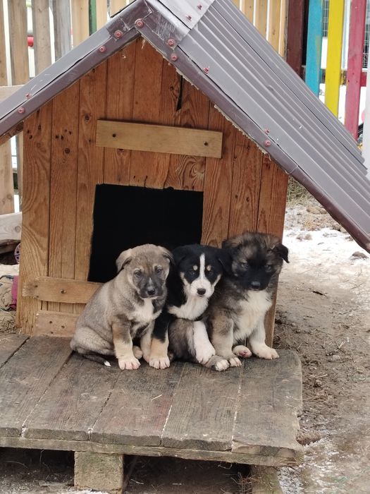 Donam cățeluși  draguti