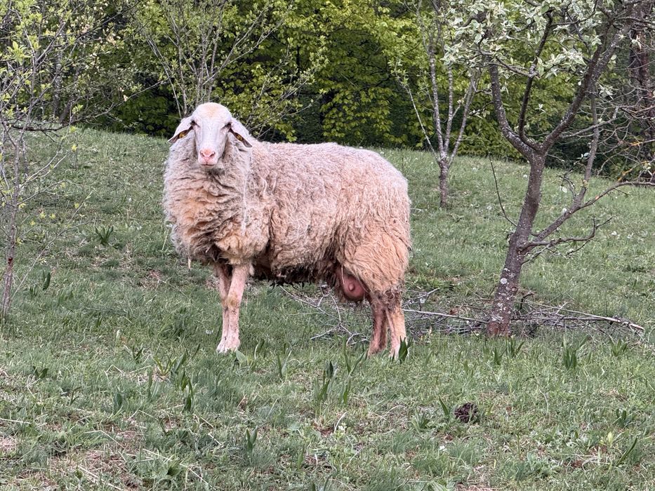 Oi rasa Assaf si Awassi