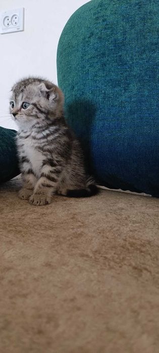 Породистые котята скотиш фолд